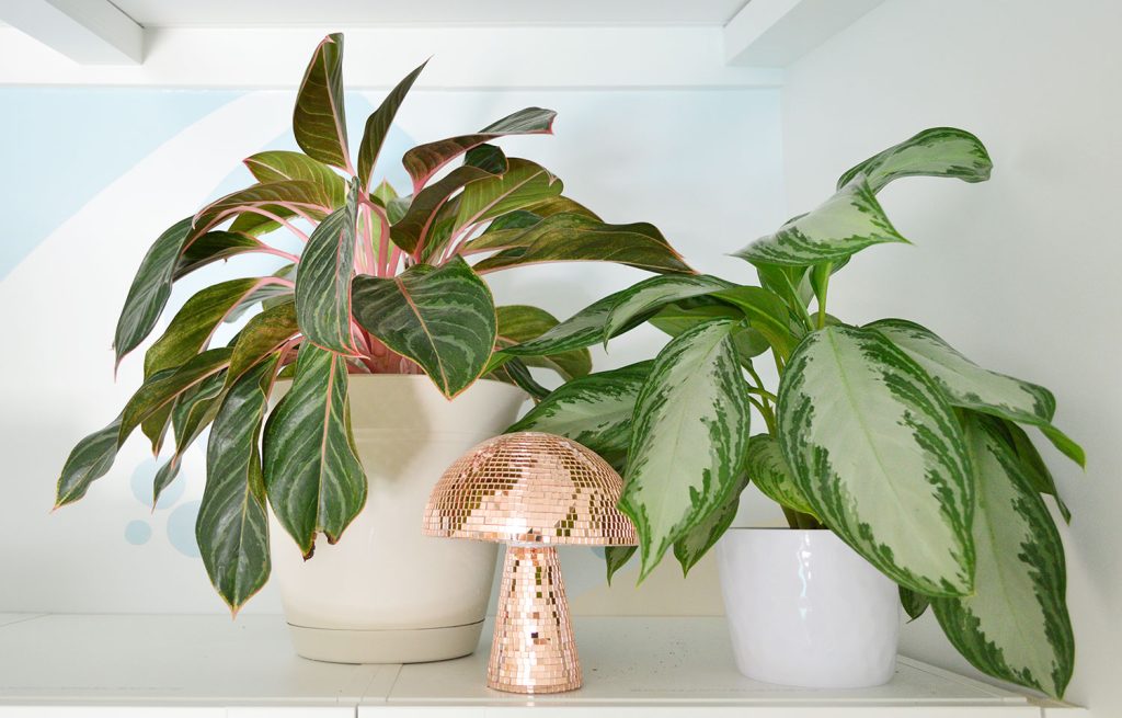 Aglaonema Varieties Pink On Shelf With Disco Mushroom