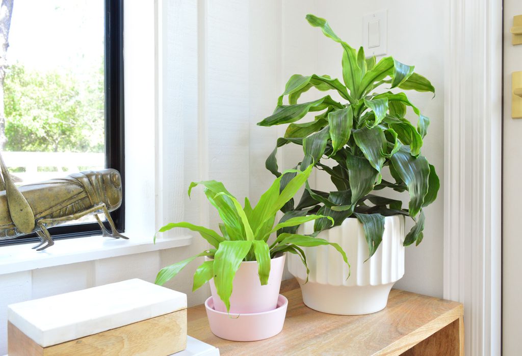 Corn Plant Varieties In Pots On Wood Bench