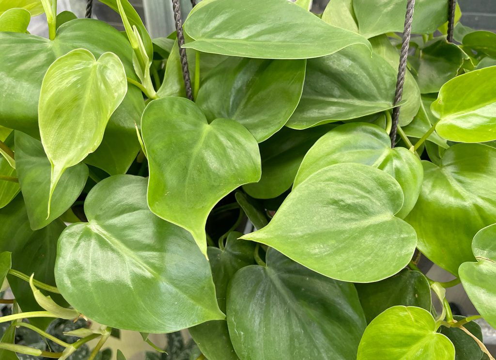 Close Up of Heartleaf Philodendron Leaves