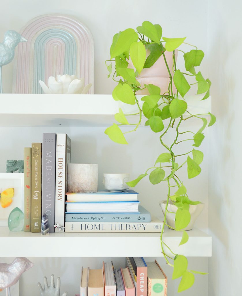 Neon Pothos Houseplant Vine Trailing Off Floating Shelf