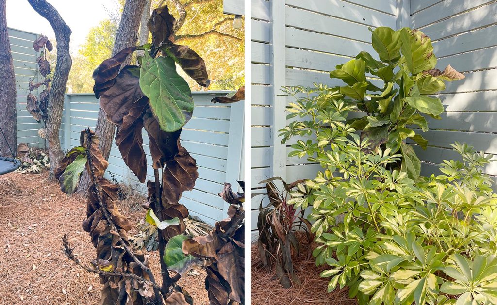 Side by Side photo of Figs That Died During Freeze With One That Survived