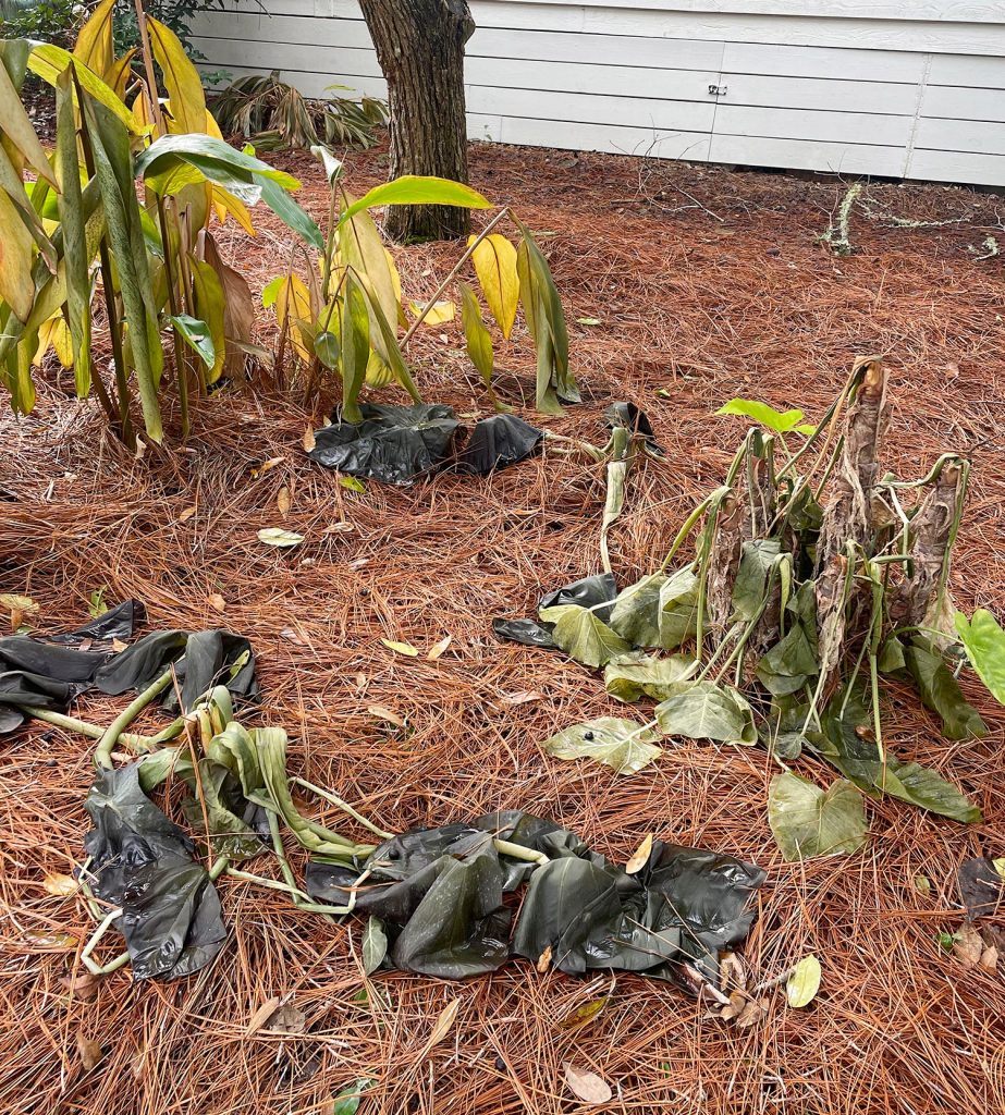 Wilted tropical plants after Florida freeze event